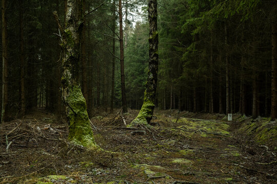 Mystischer Wald mit moosbehangenen Baumst&auml;mmen am Grenzweg bei Neusalze- Spremberg 1