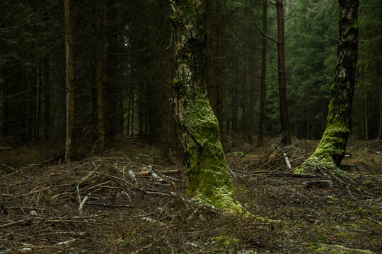 Mystischer Wald mit moosbehangenen Baumst&auml;mmen am Grenzweg bei Neusalze- Spremberg 2