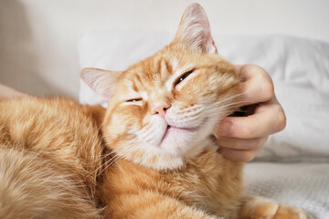 Male hand scratching an orange tabby cat's chin, bringing joy to domestic pet