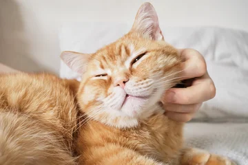 Male hand scratching an orange tabby cat's chin, bringing joy to domestic pet © colnihko