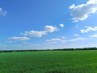 Obraz premium Vibrant green agricultural field under a blue sky with white clouds. Wide landscape view of a rural meadow with a tree line on the horizon