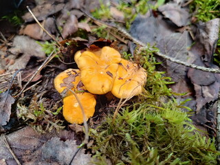 Cluster of wild orange chanterelle mushrooms growing on the forest floor. Edible fungi surrounded by green moss and dry autumn leaves