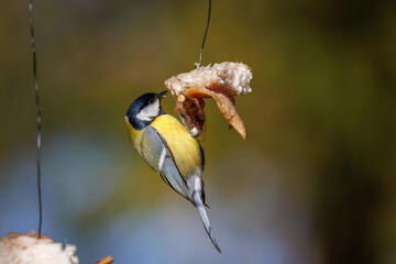 Close-up of an adult male great tit (Parus major) clinging to a piece of pork fat against an olive background on a sunny spring day. © Mariia