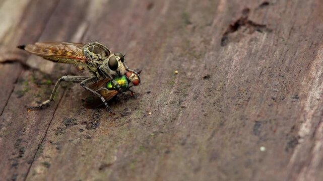 Close up macro wildlife footage of a robber fly also known as an assassin fly capturing and feeding on a metallic fly in a natural forest habitat during the monsoon season in Himachal Pradesh India.