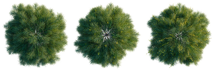 Naklejka premium Acacia cognata limelight tree plan, top view, cutout, transparent background, isolate, Overhead view of three lush green trees with yellow flowers