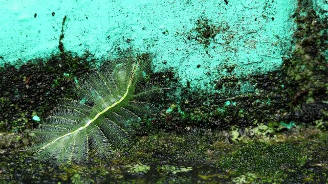 Close up macro video of a common baron butterfly caterpillar (Euthalia aconthea) crawling slowly on an outdoor wall during the monsoon season in Himachal Pradesh India.