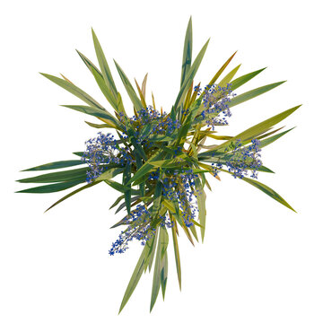 Dianella caerulea tree plan, top view, cutout, transparent background, isolate, Vibrant green plant with delicate blue flowers blooming