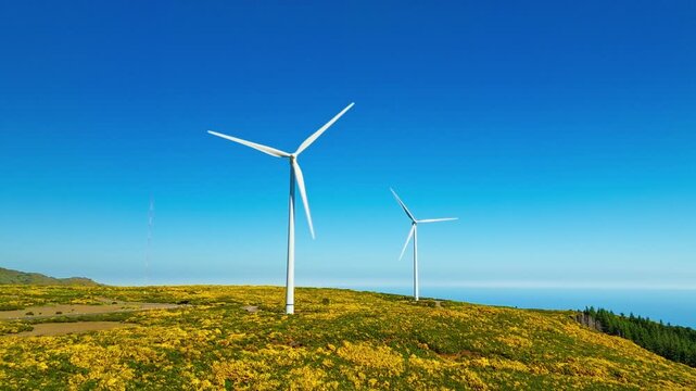 Green renewable alternative energy in Portugal - wind generator turbines among Cytisus flower shrubs generating electricity wind farm on Madeira island, Portugal. Pedestal up shot