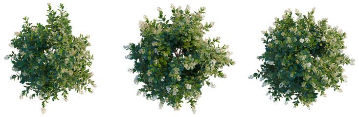 Escallonia Iveyi tree plan, top view, cutout, transparent background, isolate, Lush green trees with white flowers in full bloom