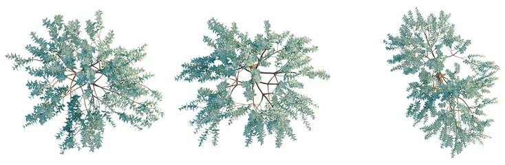 Eucalyptus gunnii tree plan, top view, cutout, transparent background, isolate, Eucalyptus branches with green leaves on transparent background