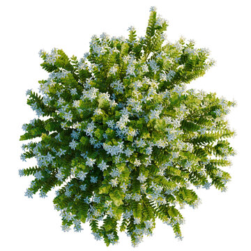 Hebe odora tree plan, top view, cutout, transparent background, isolate, Lush green plant with small white flowers overhead view