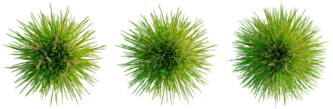Lomandra Lime Tuff tree plan, top view, cutout, transparent background, isolate, Vibrant green pinyon pine tree branches with long needles