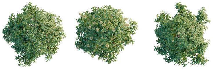 Pittosporum Eugenioides tree plan, top view, cutout, transparent background, isolate, Lush green trees with white flowers in full bloom