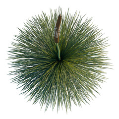 Fototapeta premium Xanthorrhoea arborea tree plan, top view, cutout, transparent background, isolate, Vibrant green pine tree branch with needle leaves