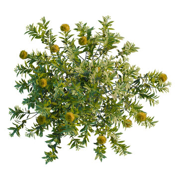 Xanthostemon chrysanthus tree plan, top view, cutout, transparent background, isolate, Vibrant green plant with yellow flowers and lush foliage