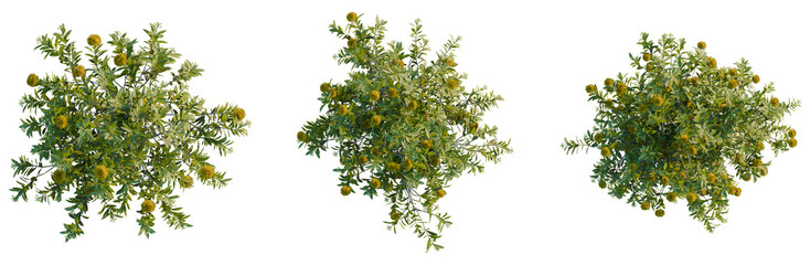 Naklejka premium Xanthostemon chrysanthus tree plan, top view, cutout, transparent background, isolate, Three flowering shrubs with yellow blooms and green leaves