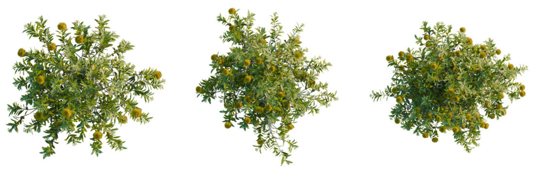Xanthostemon chrysanthus tree plan, top view, cutout, transparent background, isolate, Three flowering shrubs with yellow blooms and green leaves