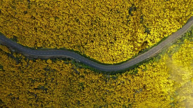 Aerial top down view of road among yellow Cytisus blooming shrubs near Pico do Arieiro, Portugal in clouds. Slide trucking shot