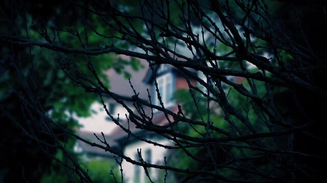Dark Branches With House In The Background
