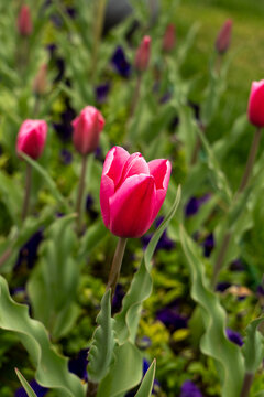 pink tulips and other flowers in sping park.