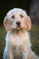portrait of a puppy, a young hunting dog, a pudelpointer with bright fur