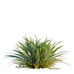 Fototapeta premium Dianella caerulea tree, elevation, front view, cutout, transparent background, isolate, Delicate fern leaf close-up, detailed texture, nature background, botanical illustration, png