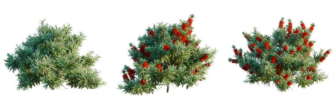 Callistemon citrinus Little John tree, elevation, front view, cutout, transparent background, isolate, Vibrant Red Berries on Lush Green Foliage, Close-Up Nature Photography for Seasonal Decor