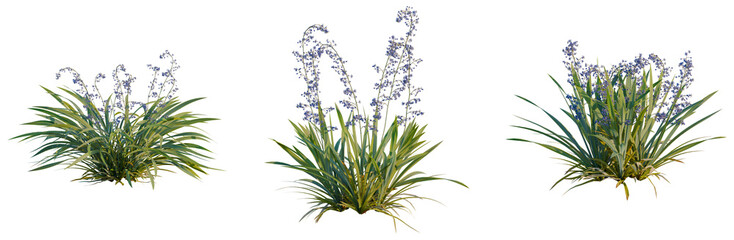 Dianella caerulea tree, elevation, front view, cutout, transparent background, isolate, Lush Green Grass Texture, Detailed Close-Up, Nature Background, Vibrant Color, Scenic Landscape © DH Tree Stock