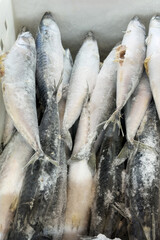 Obraz premium Numerous freshly frozen whole mackerel fish covered with ice in a market freezer display