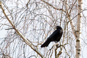 Obraz premium a crow perching on a birch tree on a sunny spring morning