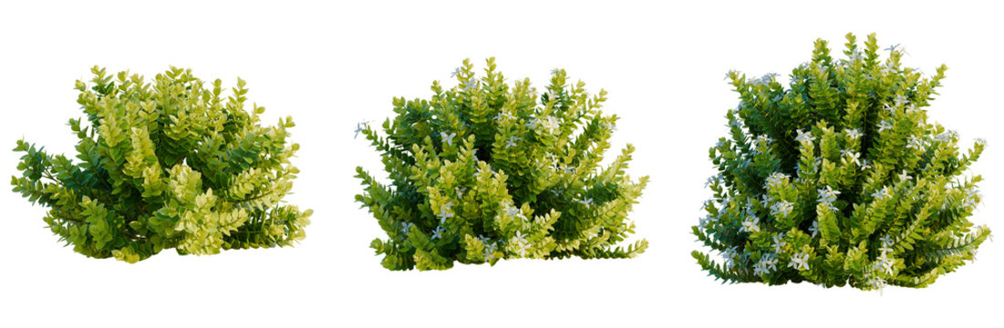 Hebe odora tree, elevation, front view, cutout, transparent background, isolate, Delicate green leaves close-up, intricate botanical design, detailed texture, natural beauty, lush foliage