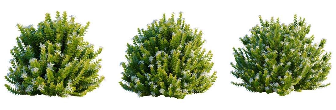 Hebe odora tree, elevation, front view, cutout, transparent background, isolate, Lush Greenery: Detailed Close-Up of Vibrant Foliage with Rich Texture and Natural Beauty