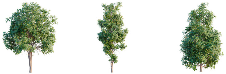 Pittosporum Eugenioides tree, elevation, front view, cutout, transparent background, isolate,...