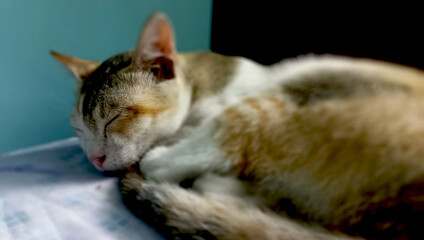 Calico Slumber l Sleeping Keauty © Haseebul