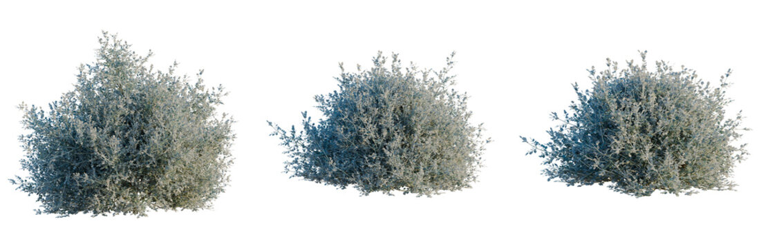 Rhagodia spinescens Silver Border tree, elevation, front view, cutout, transparent background, isolate, Detailed Close-Up of a Lush Juniper Berry Branch with Dewdrops on Green Needles
