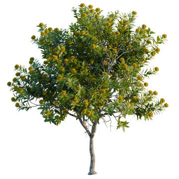 Xanthostemon chrysanthus tree, elevation, front view, cutout, transparent background, isolate, Detailed close-up of a vibrant green tree branch with lush foliage, nature's beauty