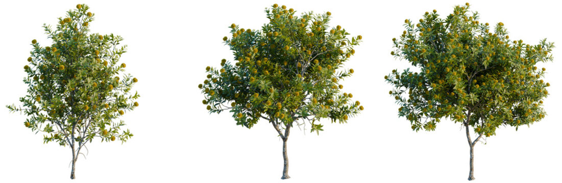 Xanthostemon chrysanthus tree, elevation, front view, cutout, transparent background, isolate, Lonely tree, green leaves, natural elements, landscaping, foliage, and landscape background