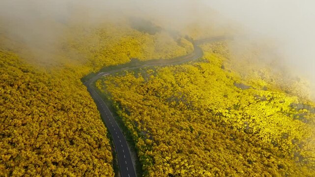 Aerial view of road among yellow Cytisus blooming shrubs near Pico do Arieiro, Portugal in clouds. Pull away out retreat dolly shot