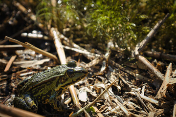 Edible frog resting on dry reeds in natural habitat