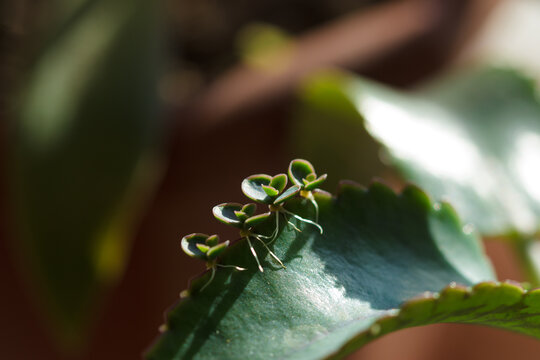Kalanchoe daigremontiana (Crassulaceae fam.) with plantlets.