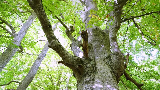Beech forest in the Valderejo Natural Park in the municipality of Valdegovia in the province of &Aacute;lava. Basque Country. Spain. Europe