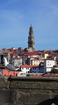 Seagull Walking with Clerigos Tower in Porto Portugal