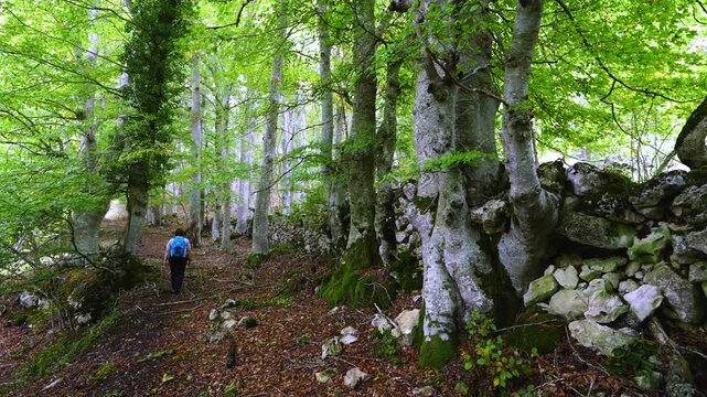 Beech forest in the Valderejo Natural Park in the municipality of Valdegovia in the province of &Aacute;lava. Basque Country. Spain. Europe