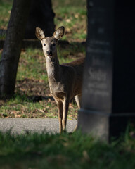 curious roe deer on a cemetery (Dendrocopos major) © Nathalie Stockert