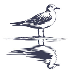 Obraz premium Seagull standing in water with reflection bird