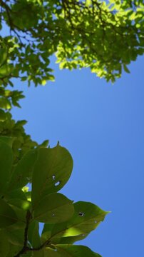 Fresh green foliage with clear blue sky natural background