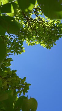 Green leaves against blue sky background with copy space