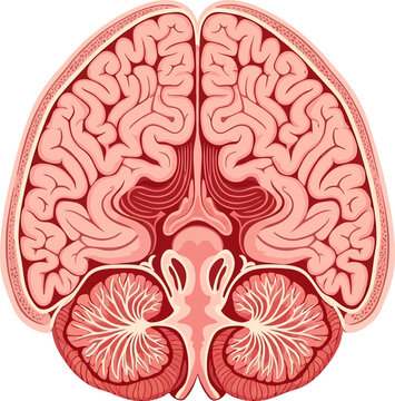 Detailed human brain anatomy in cross section view