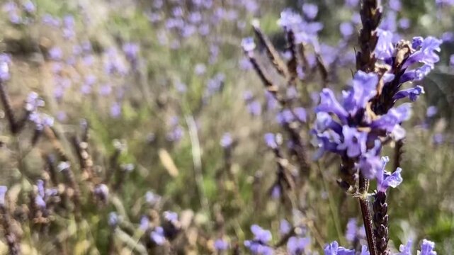 Lavandula canariensis, Mato risco, Lavanda or Romanillo purple flowers in Tenerife, Canary Island. Lavender. Natural floral background,4K.
