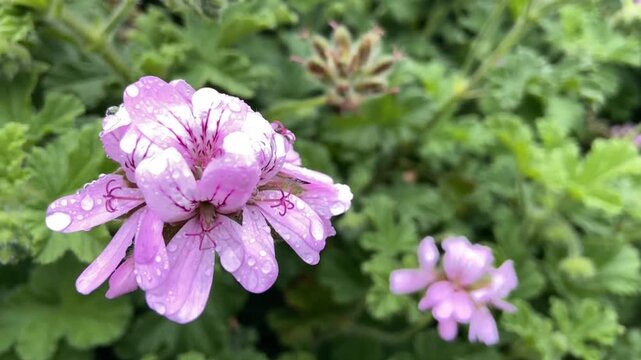 Pelargonium capitatum or rose geranium pink flowers with water droplets close up,4K.